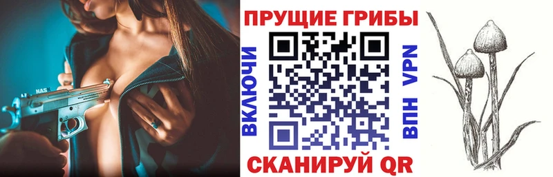 наркотики  гидра сайт  Псилоцибиновые грибы Psilocybine cubensis  Печора 