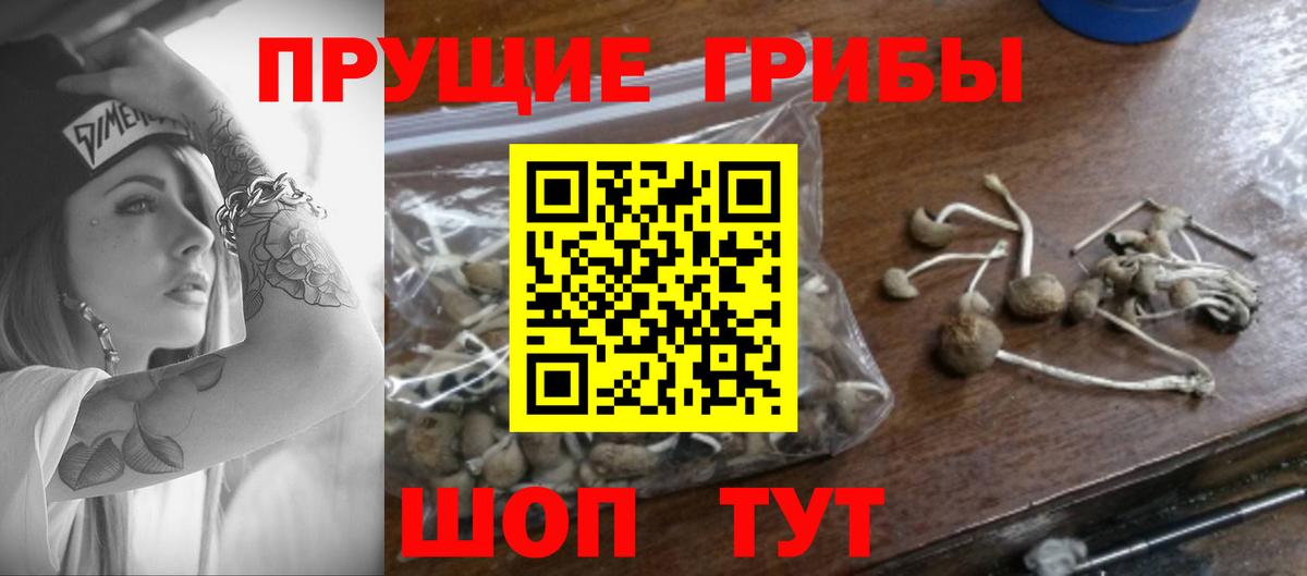 Псилоцибиновые грибы прущие грибы Печора